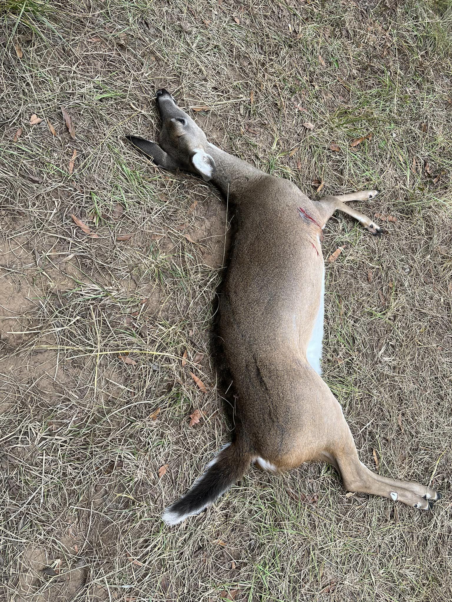 Doe